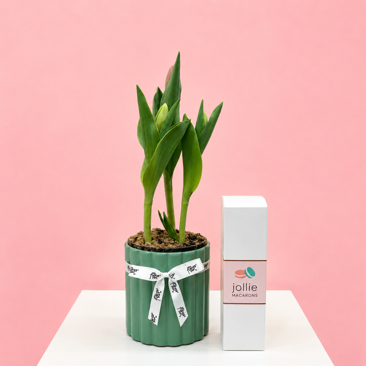 Plant Combo