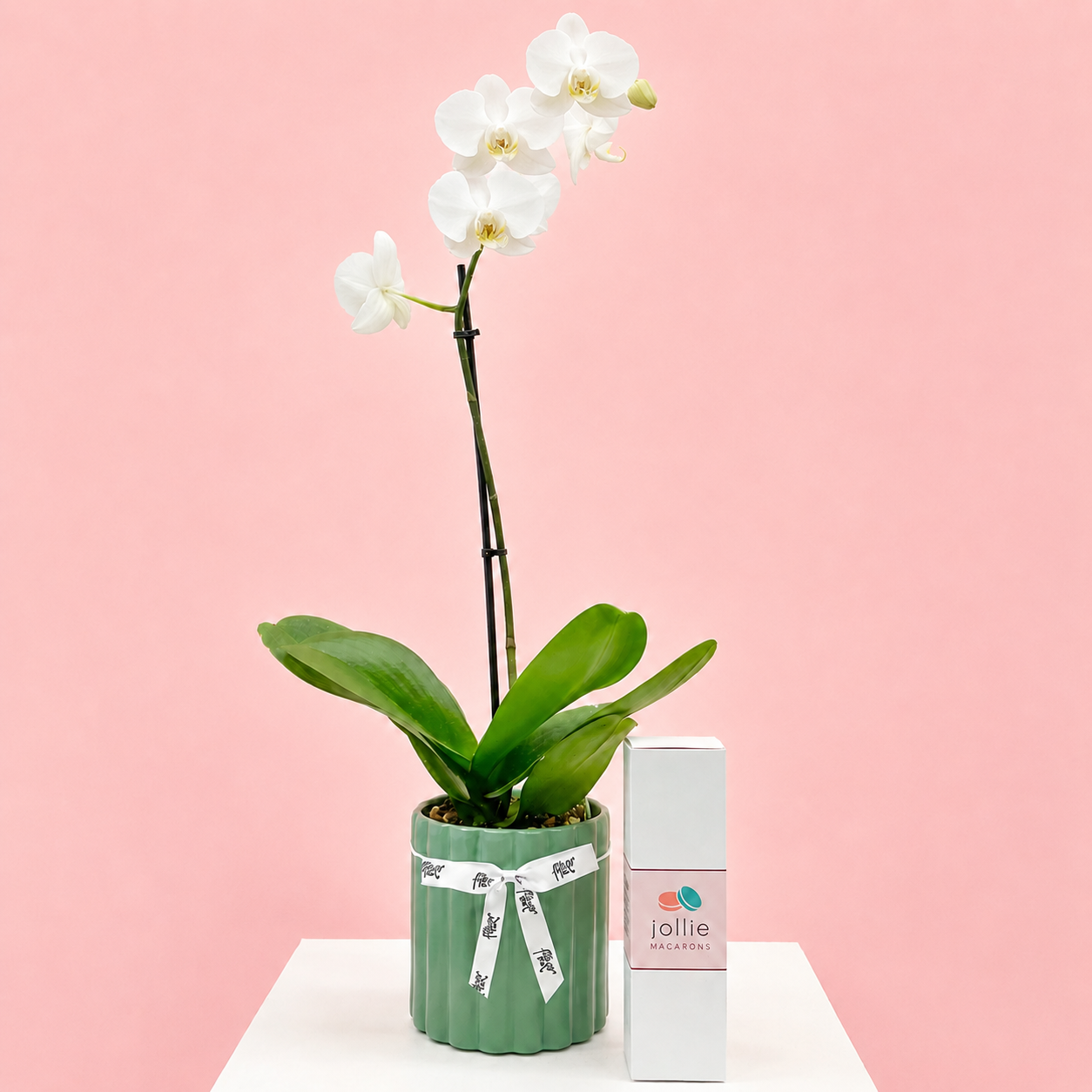 Luxury Plant Combo