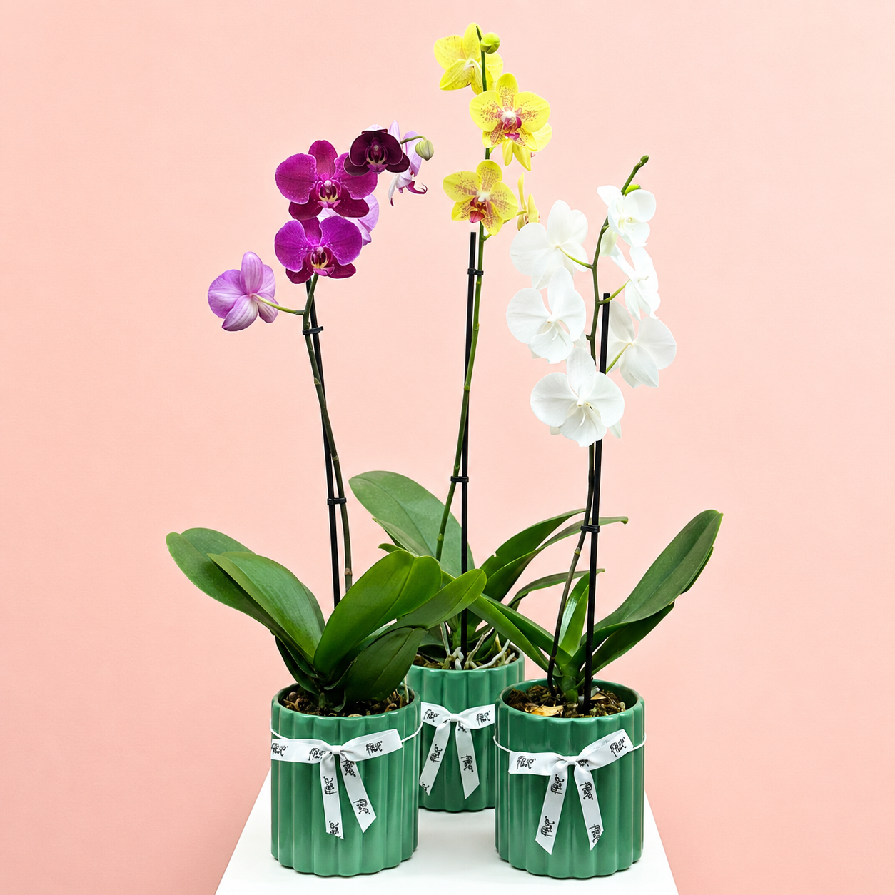 Luxury Plant Combo